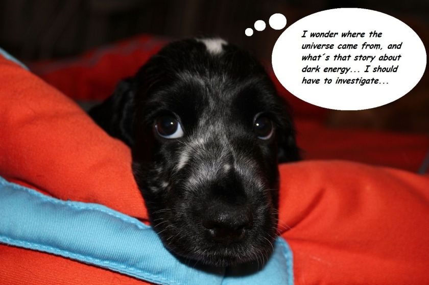 Reflexiones perrunas...