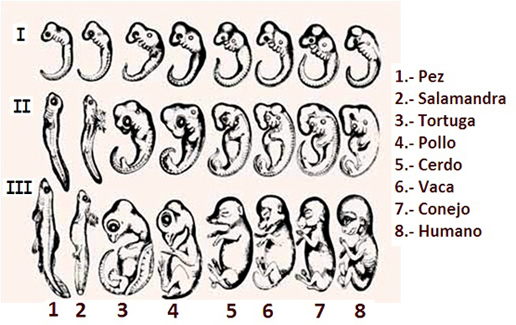ontogenia_filogenia