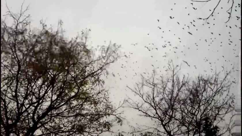 birds_trees