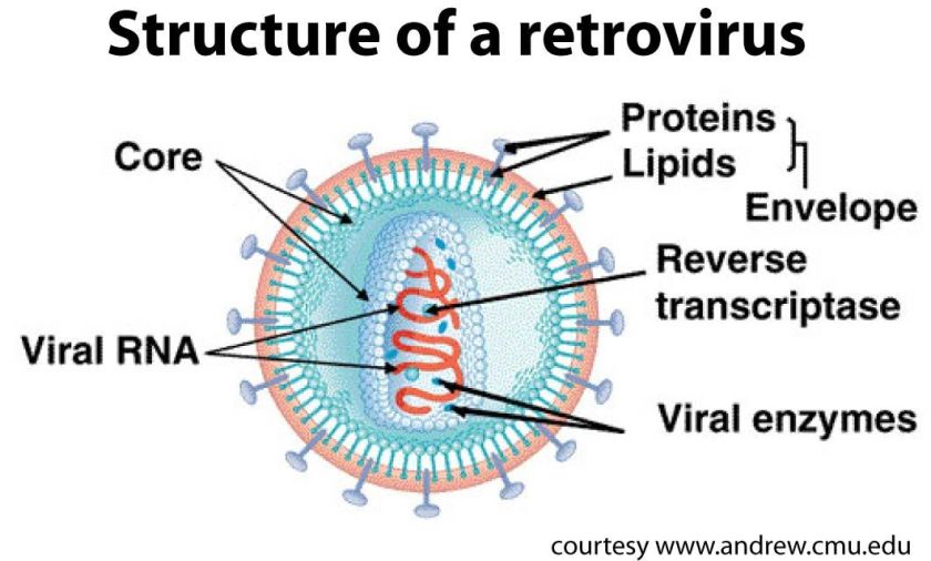 retrrovirus
