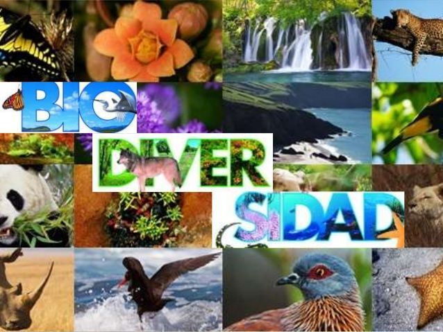 biodiversidad-biologia